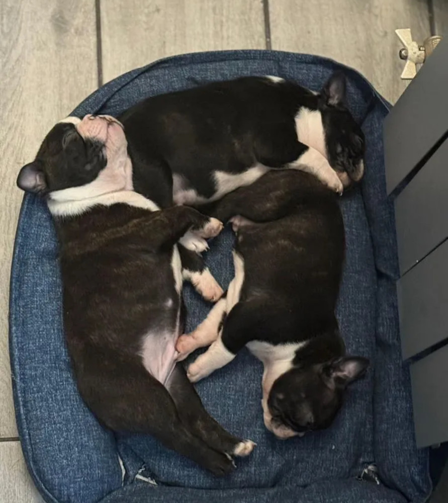 Boston Terrier Puppies for Sale in Pennsylvania (PA)