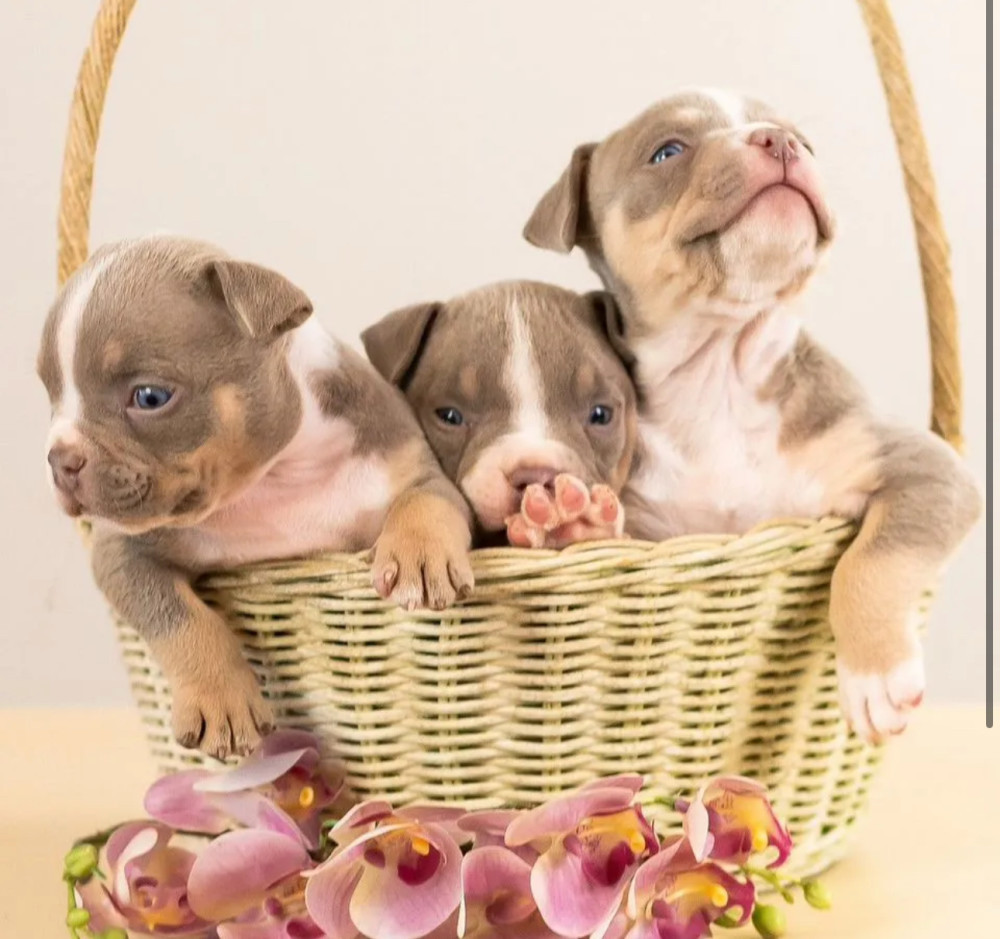 American Pit Bull Terrier Puppies for Sale in Indiana (IN)