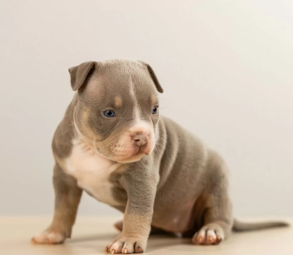 American Pit Bull Terrier Puppies for Sale in Indiana (IN)
