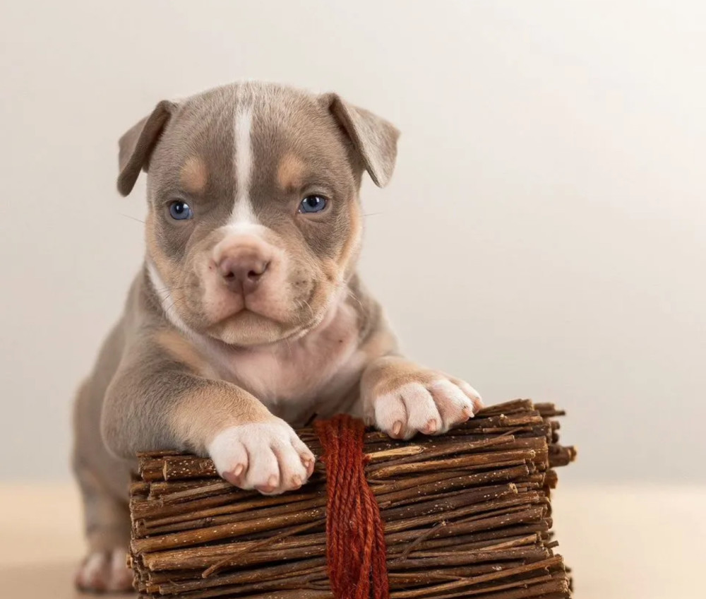American Pit Bull Terrier Puppies for Sale in Indiana (IN)