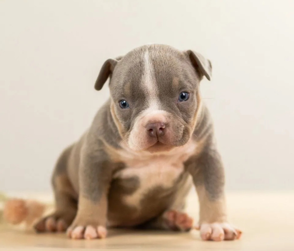 American Pit Bull Terrier Puppies for Sale in Indiana (IN)