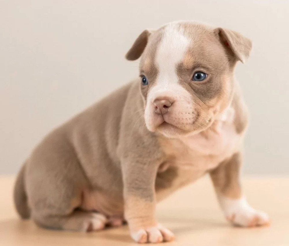American Pit Bull Terrier Puppies for Sale in Indiana (IN)