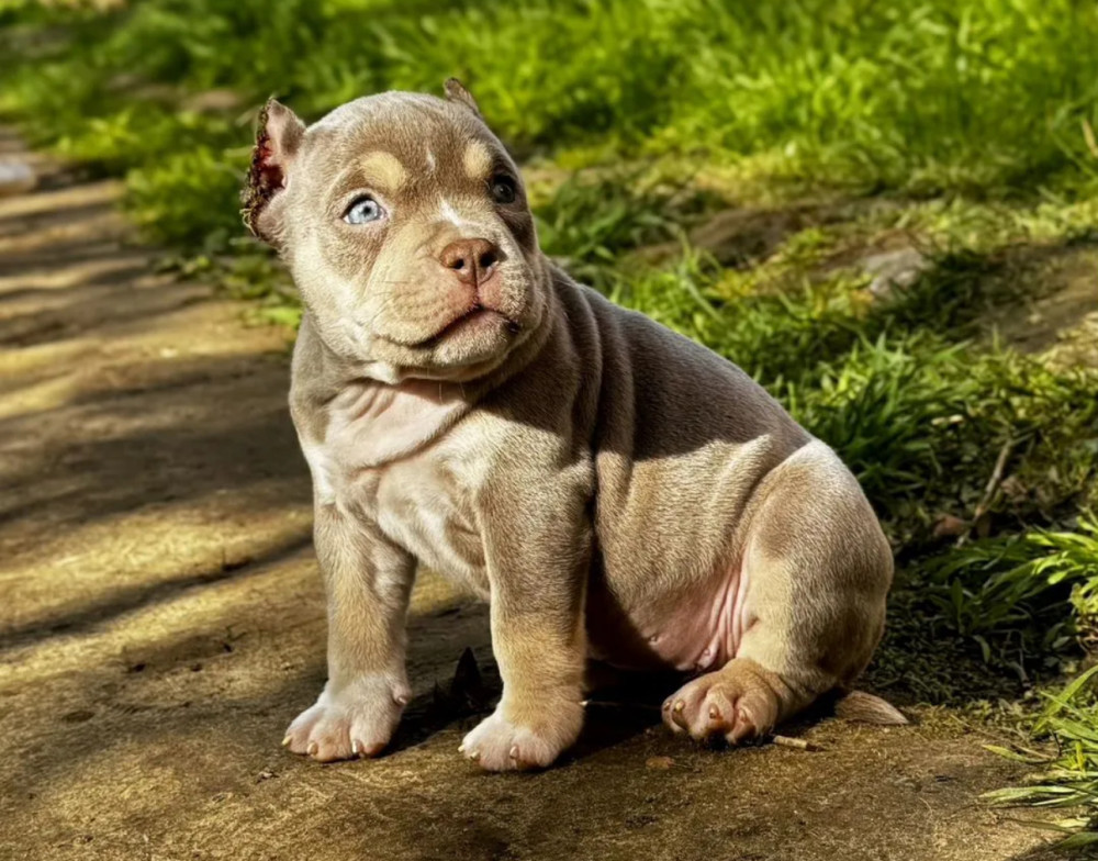American Pit Bull Terrier Girl Looking for a Home in New York (NY)