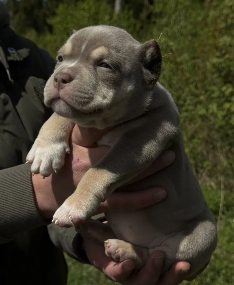 American Pit Bull Terrier Girl Looking for a Home in New York (NY)