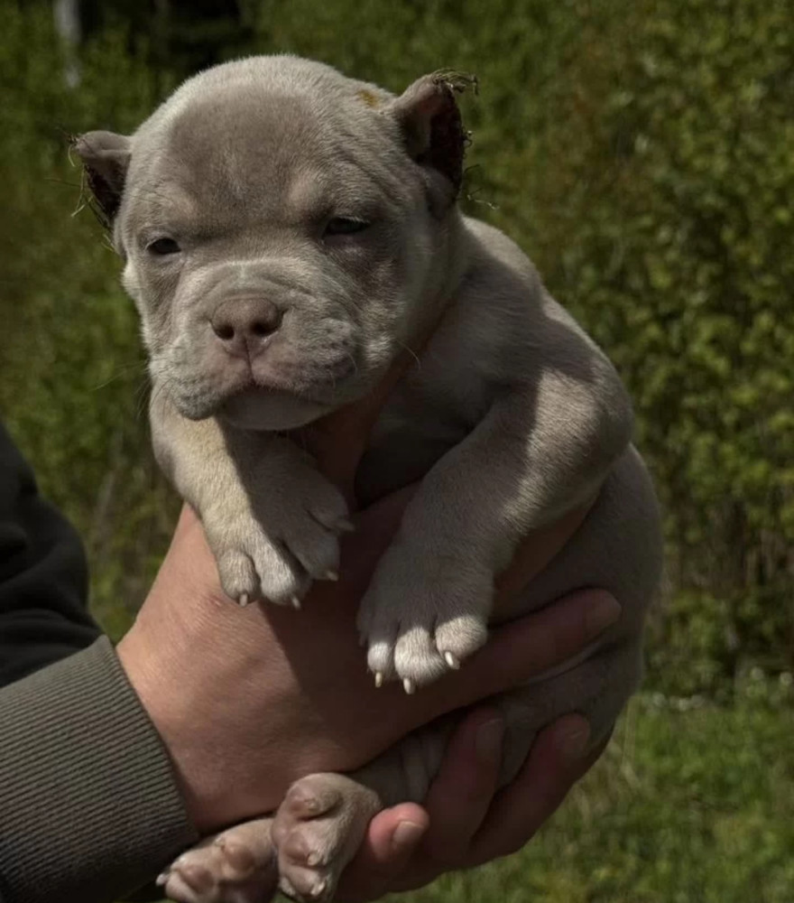 American Pit Bull Terrier Girl Looking for a Home in New York (NY)