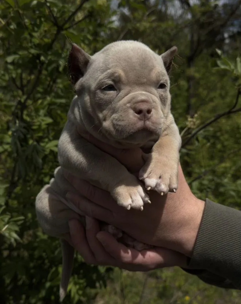 American Pit Bull Terrier Girl Looking for a Home in New York (NY)