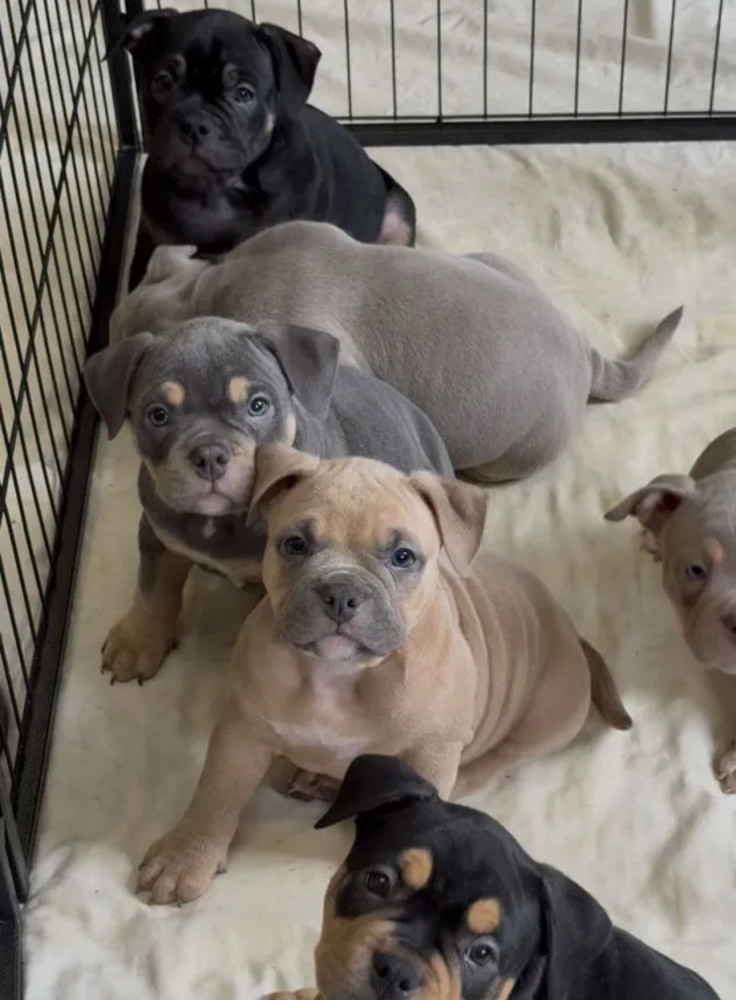 Playful American Pit Bull Terrier Puppies for Sale in New York (NY)