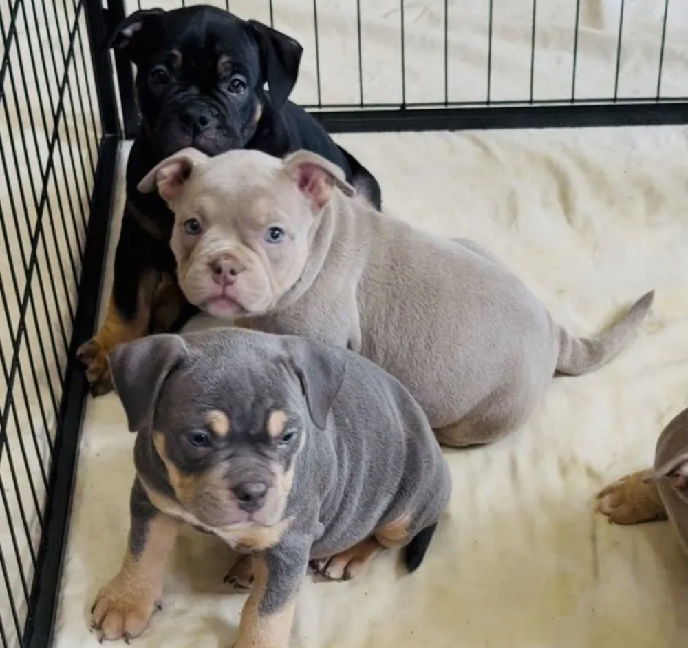 Playful American Pit Bull Terrier Puppies for Sale in New York (NY)