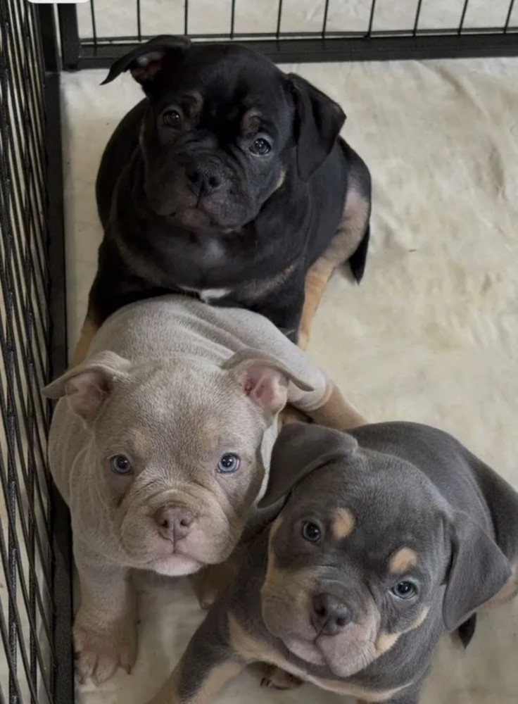 Playful American Pit Bull Terrier Puppies for Sale in New York (NY)