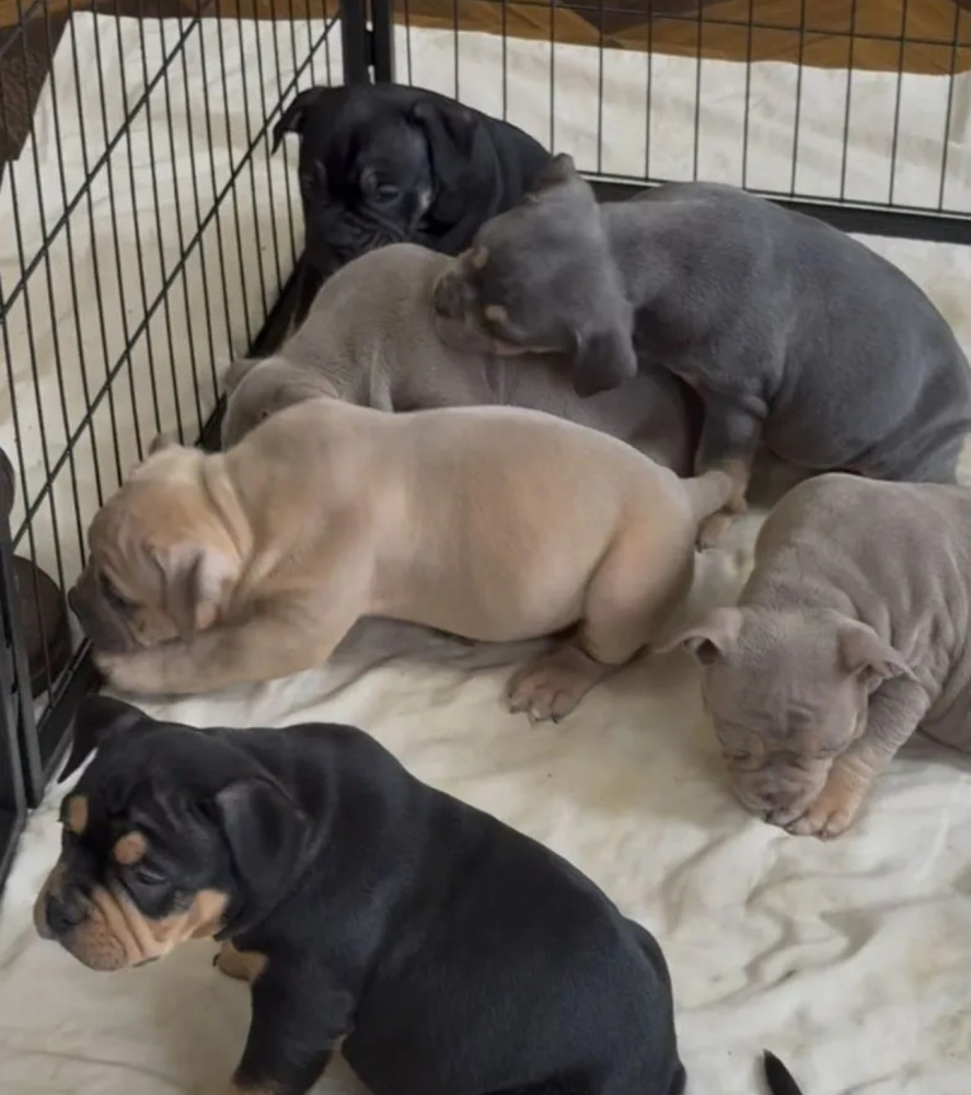 Playful American Pit Bull Terrier Puppies for Sale in New York (NY)