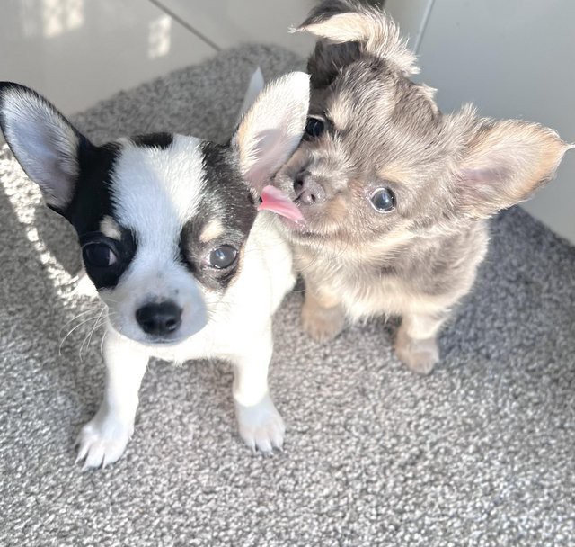 Lovely chihauhau pupppies male and female for re_home