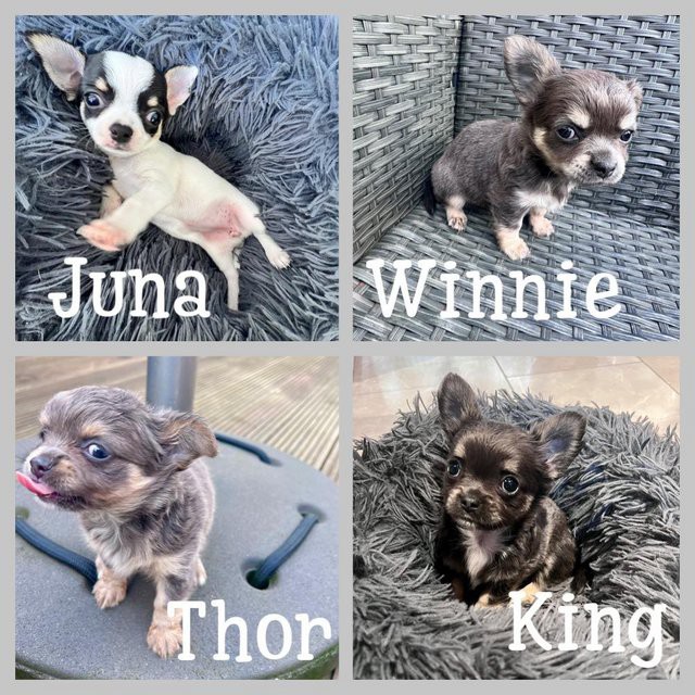 Lovely chihauhau pupppies male and female for re_home
