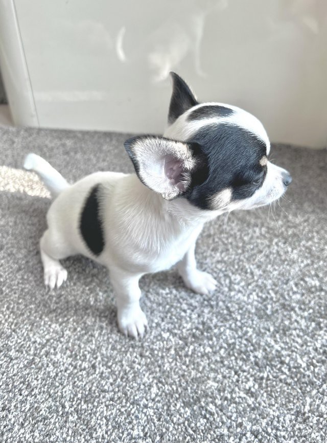 Lovely chihauhau pupppies male and female for re_home