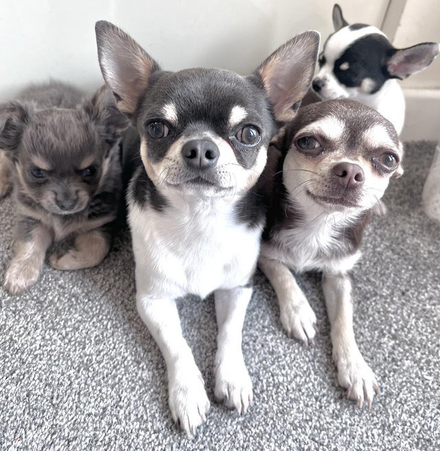 Lovely chihauhau pupppies male and female for re_home