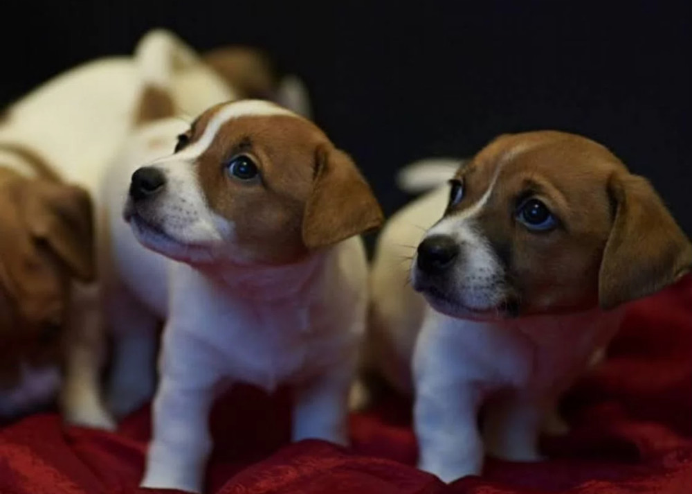 Jack Russell Terrier Puppies for Sale in Texas (TX)