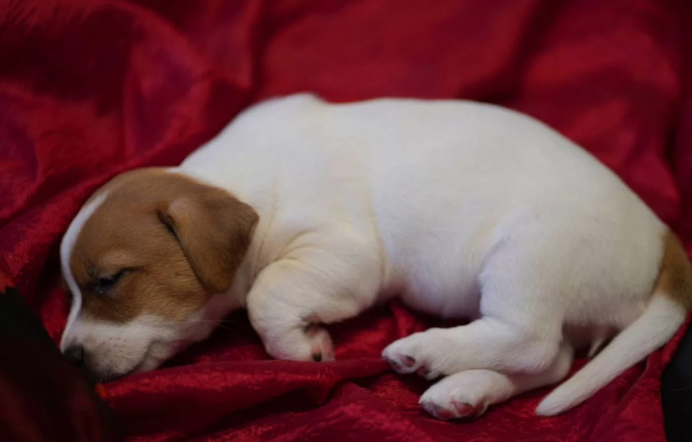 Jack Russell Terrier Puppies for Sale in Texas (TX)