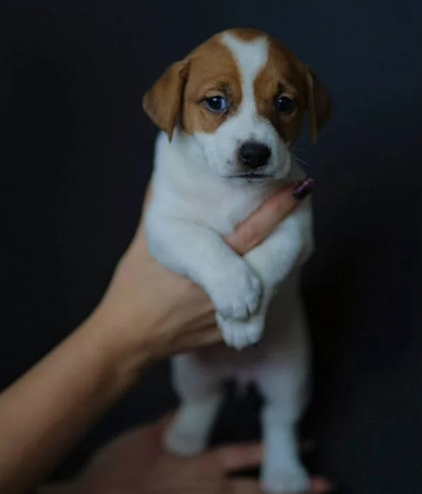 Jack Russell Terrier Puppies for Sale in Texas (TX)