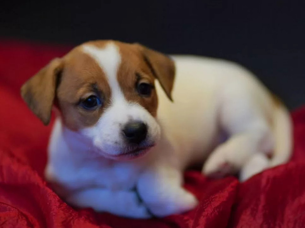 Jack Russell Terrier Puppies for Sale in Texas (TX)