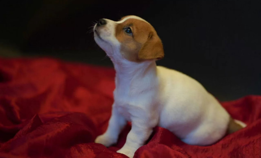 Jack Russell Terrier Puppies for Sale in Texas (TX)