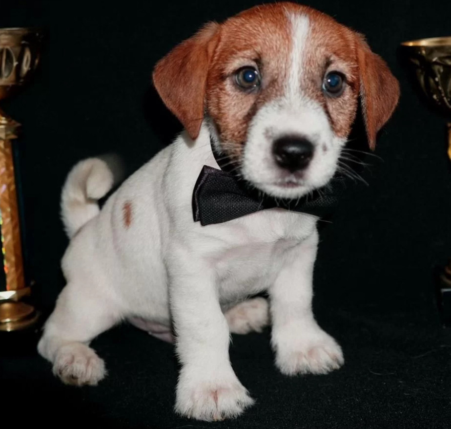 Female Jack Russell Terrier Available Last Puppy Left