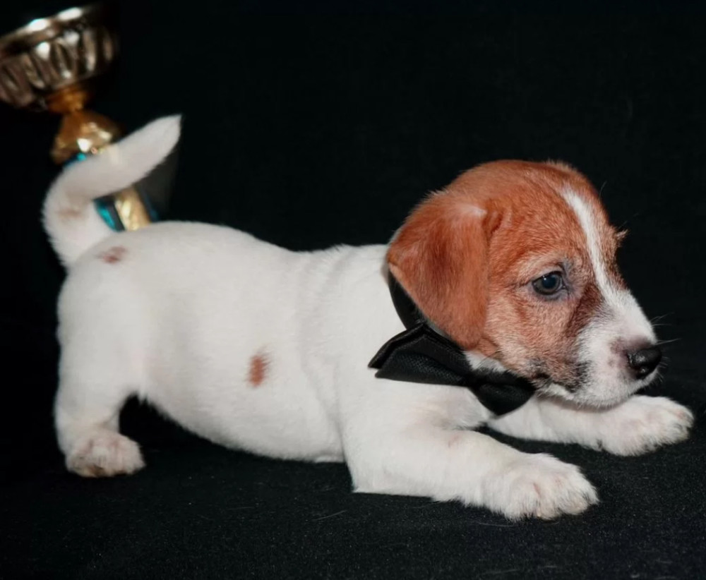 Female Jack Russell Terrier Available Last Puppy Left