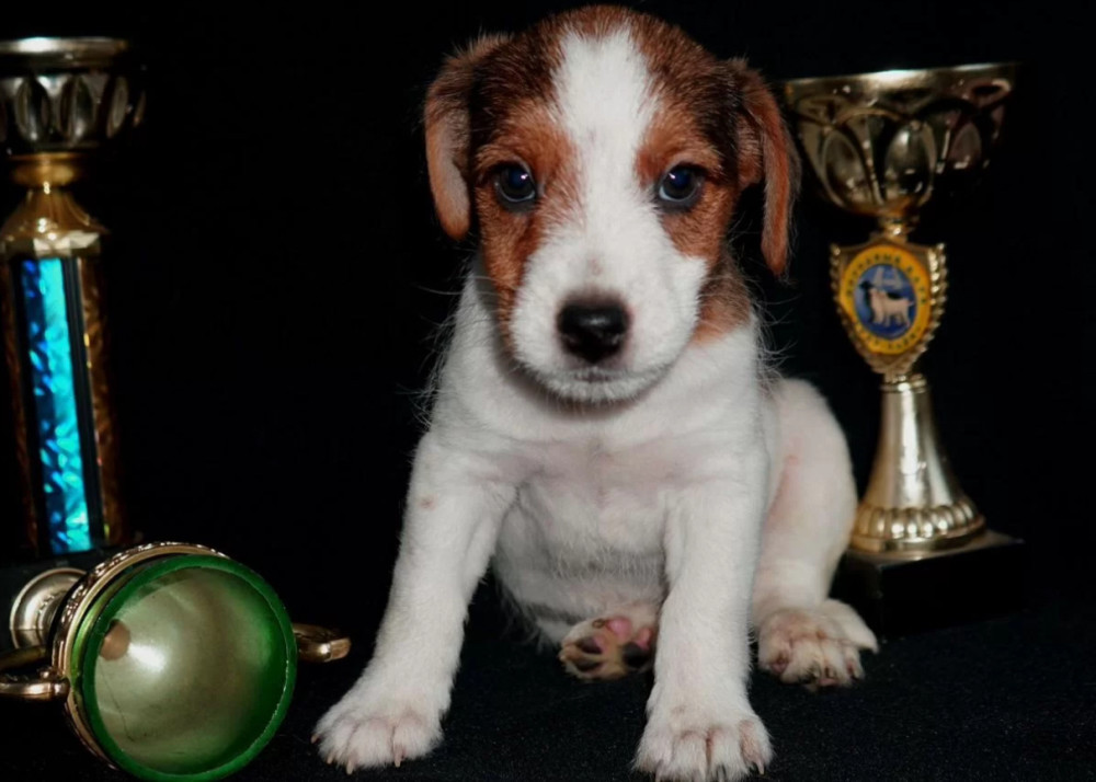 Female Jack Russell Terrier Available Last Puppy Left