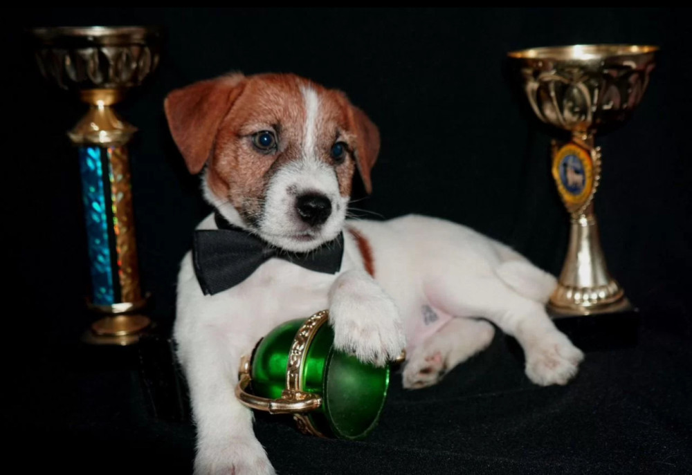 Female Jack Russell Terrier Available Last Puppy Left