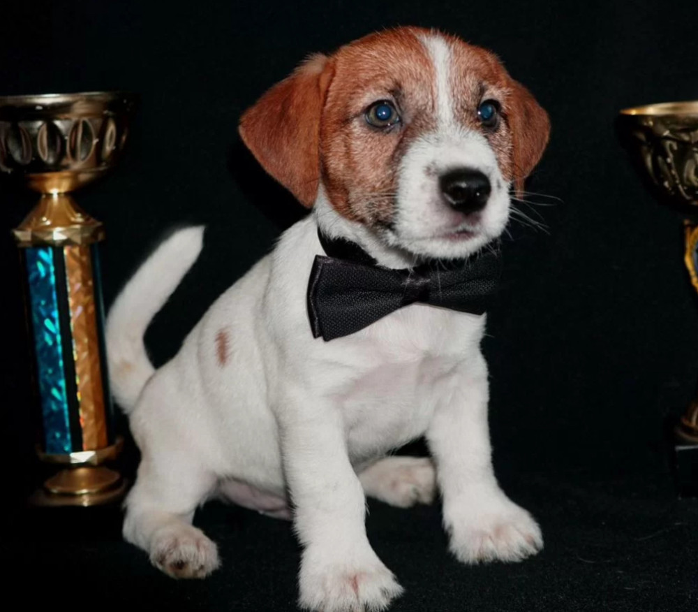 Female Jack Russell Terrier Available Last Puppy Left