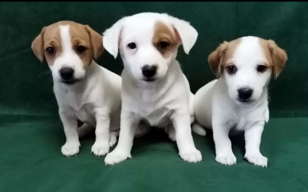 Jack Russell Terrier Boys and Girls Looking for Homes in California (CA)