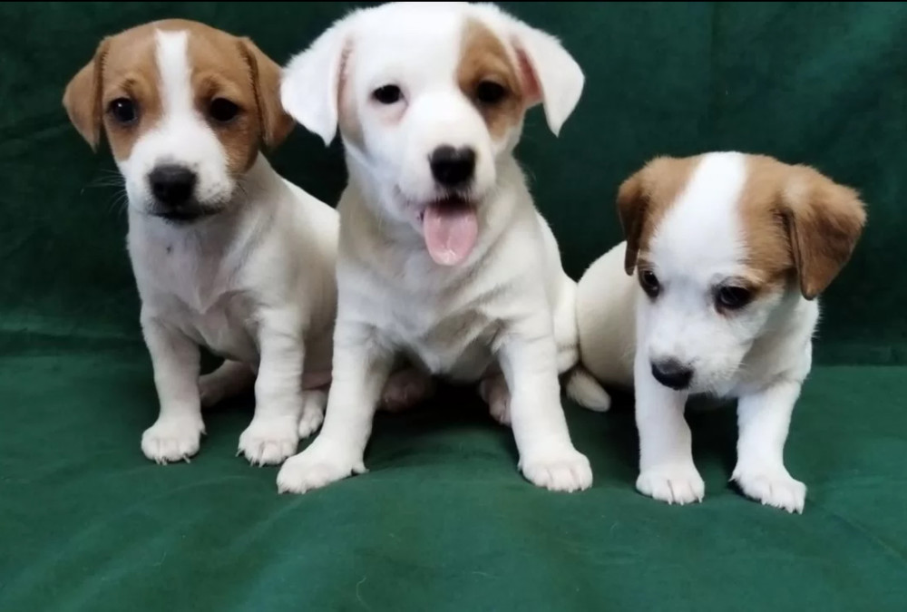 Jack Russell Terrier Boys and Girls Looking for Homes in California (CA)