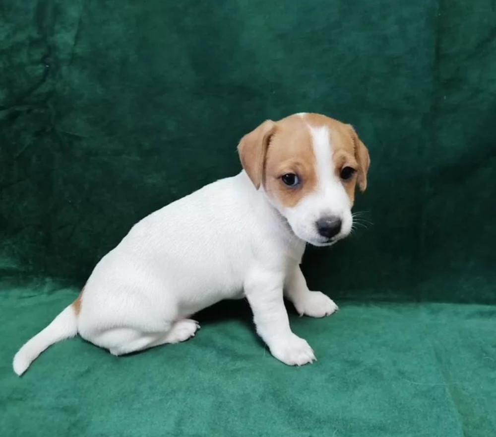 Jack Russell Terrier Boys and Girls Looking for Homes in California (CA)