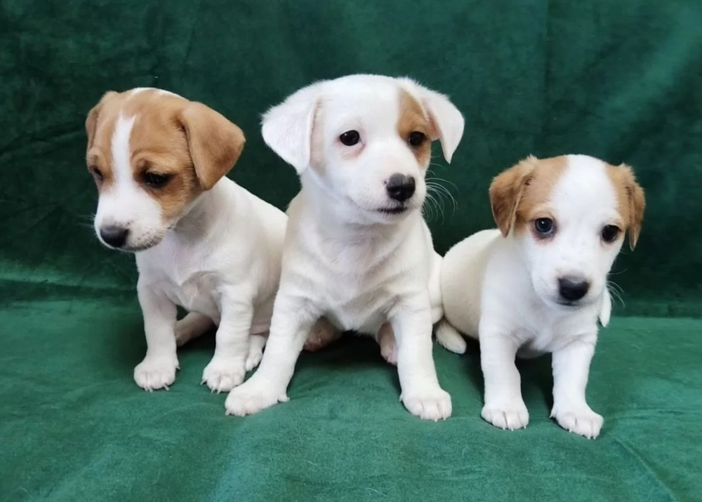 Jack Russell Terrier Boys and Girls Looking for Homes in California (CA)