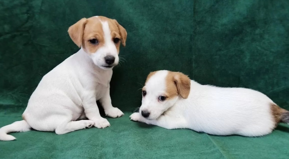Jack Russell Terrier Boys and Girls Looking for Homes in California (CA)