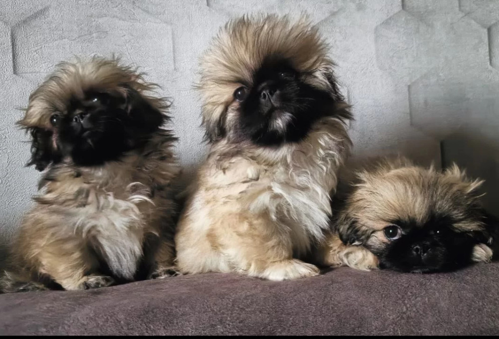 Pekingese Puppies for Sale in Florida (FL)