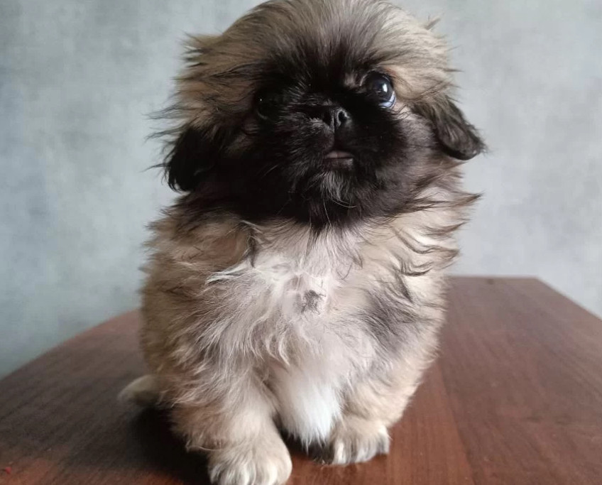 Pekingese Puppies for Sale in Florida (FL)