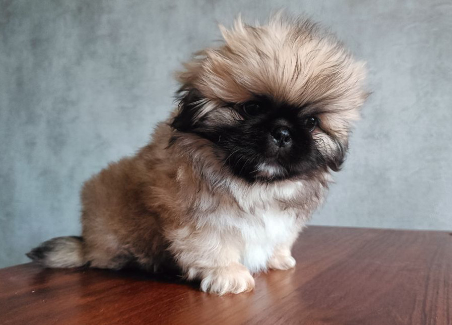 Pekingese Puppies for Sale in Florida (FL)