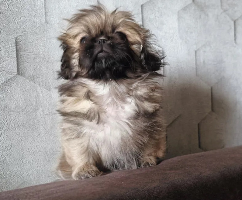 Pekingese Puppies for Sale in Florida (FL)
