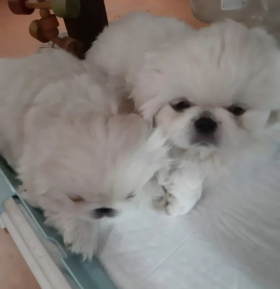 Pekingese Boy and Girl Available in the Bronx (NY)