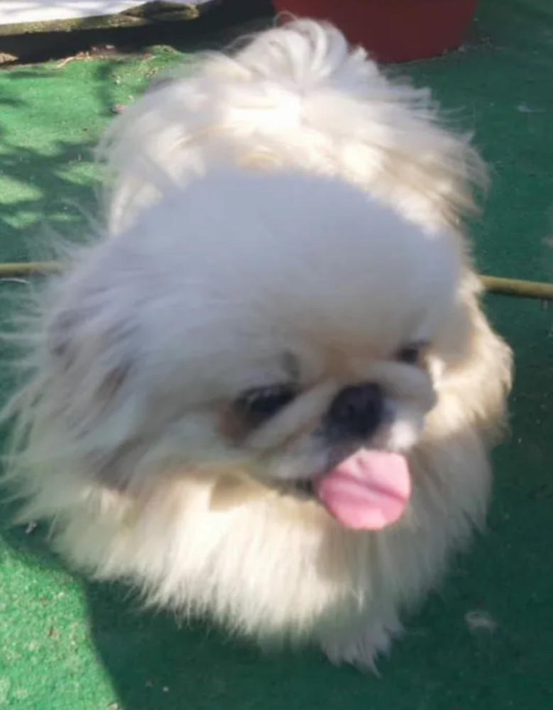 Pekingese Boy and Girl Available in the Bronx (NY)