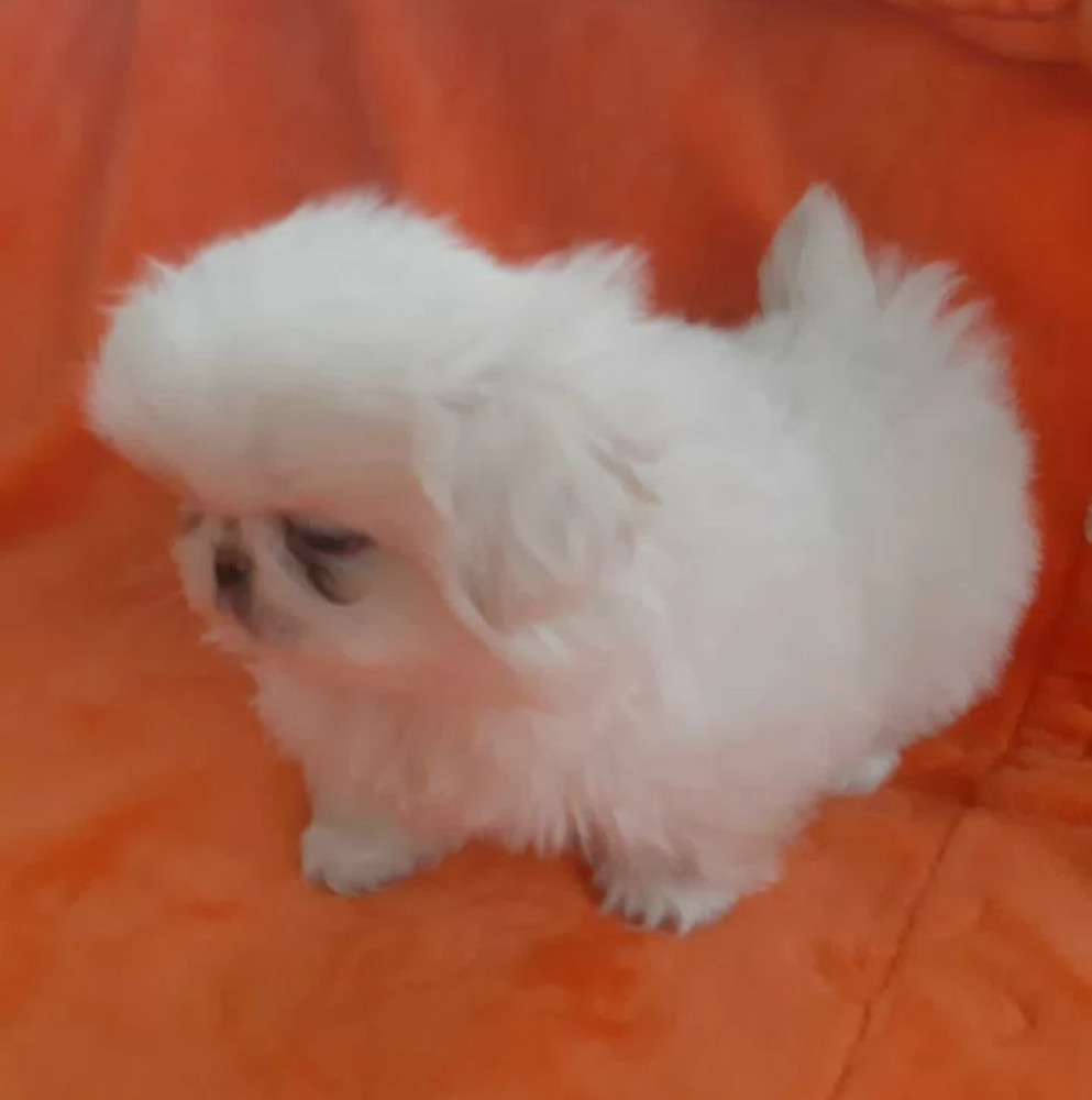 Pekingese Boy and Girl Available in the Bronx (NY)