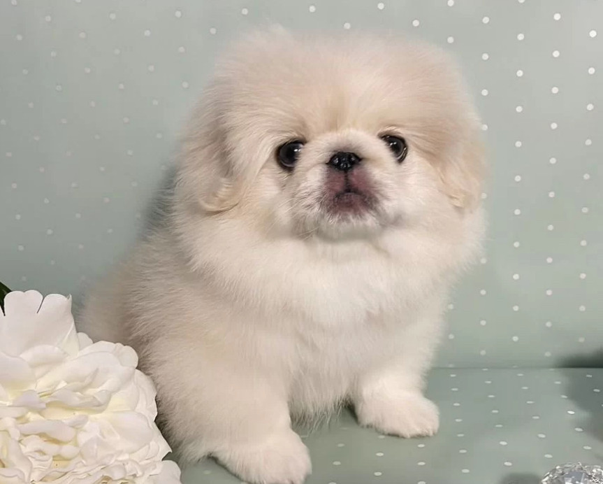 Pekingese Boy for Sale in Texas (TX)