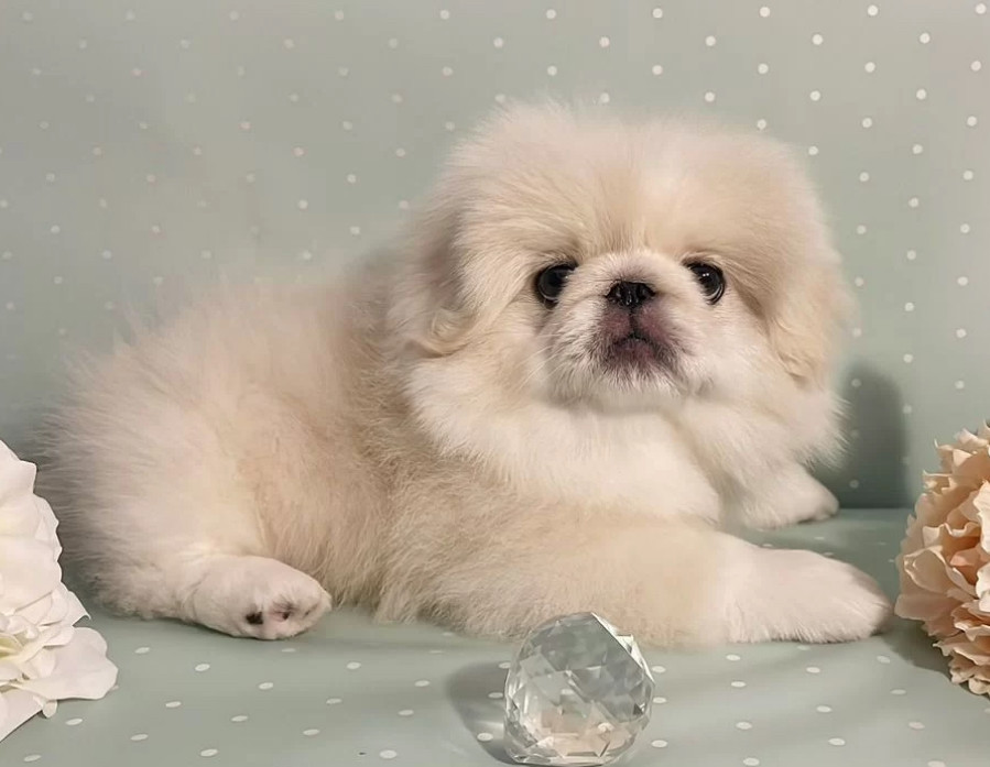 Pekingese Boy for Sale in Texas (TX)