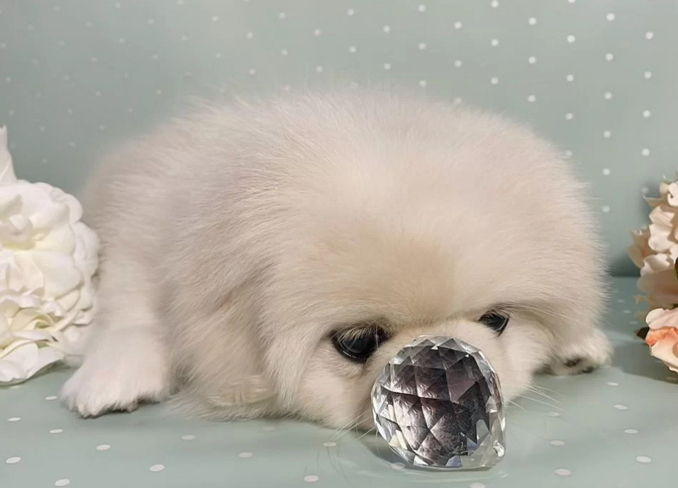 Pekingese Boy for Sale in Texas (TX)