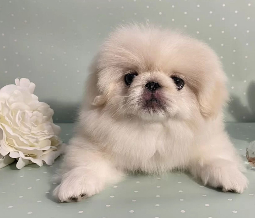 Pekingese Boy for Sale in Texas (TX)