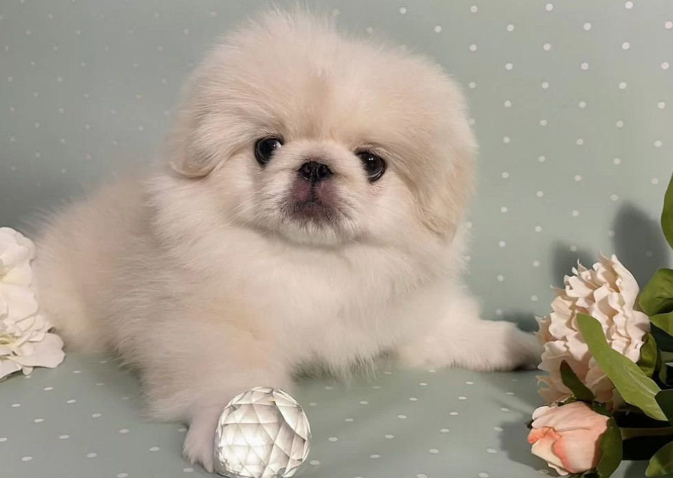 Pekingese Boy for Sale in Texas (TX)
