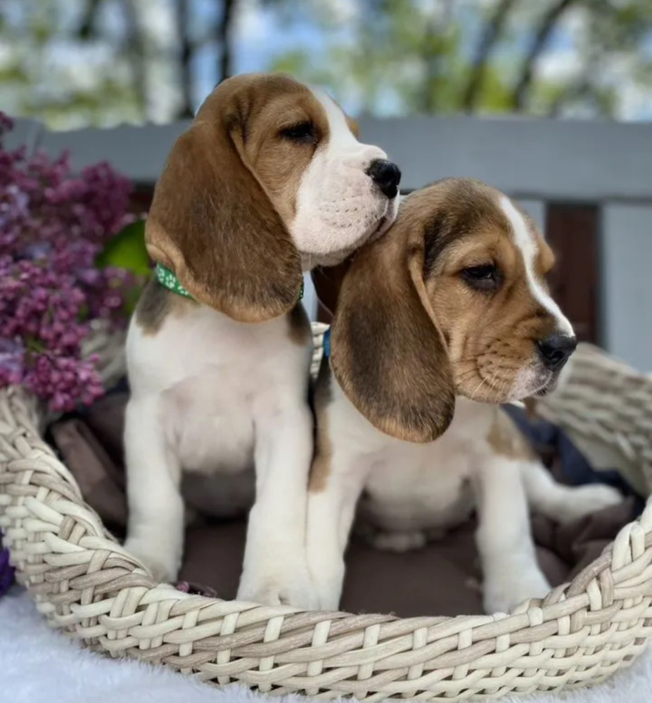 Beagle Puppies for Sale in California (CA)