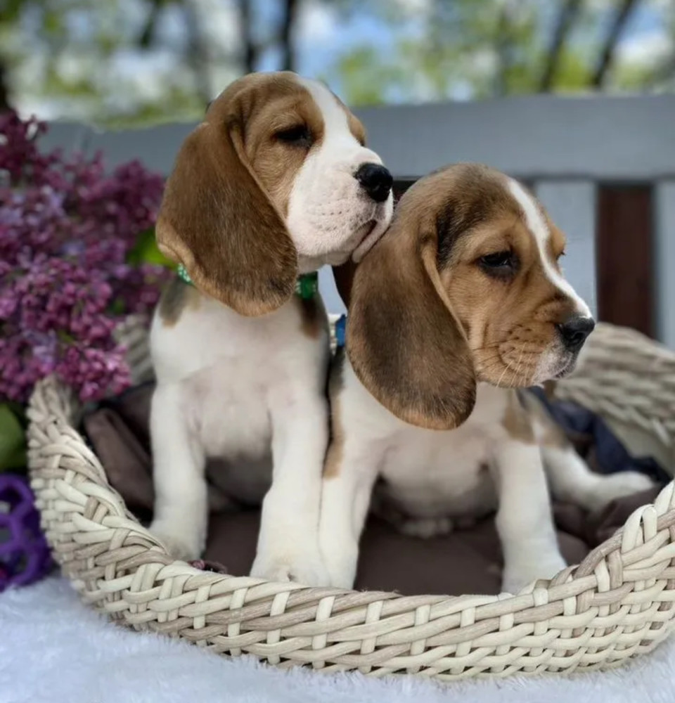 Beagle Puppies for Sale in California (CA)