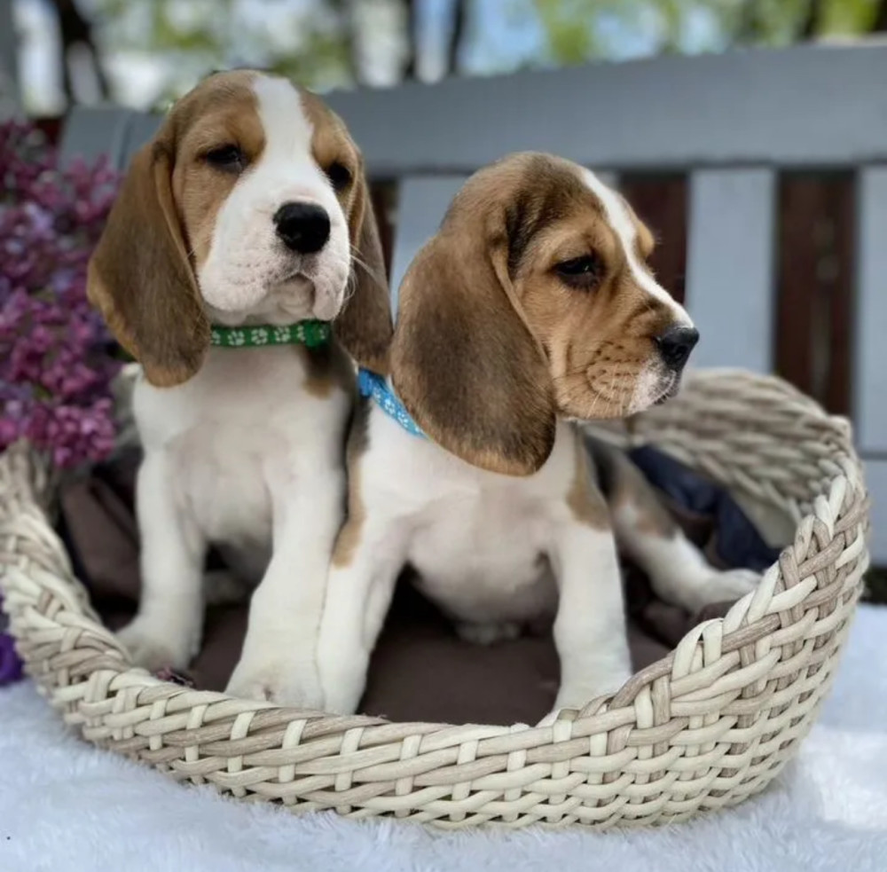 Beagle Puppies for Sale in California (CA)