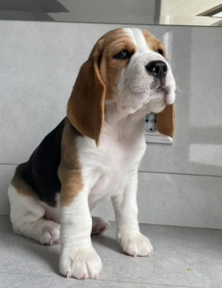 12-Week-Old Beagle Girl Looking for a Home in Texas (TX)