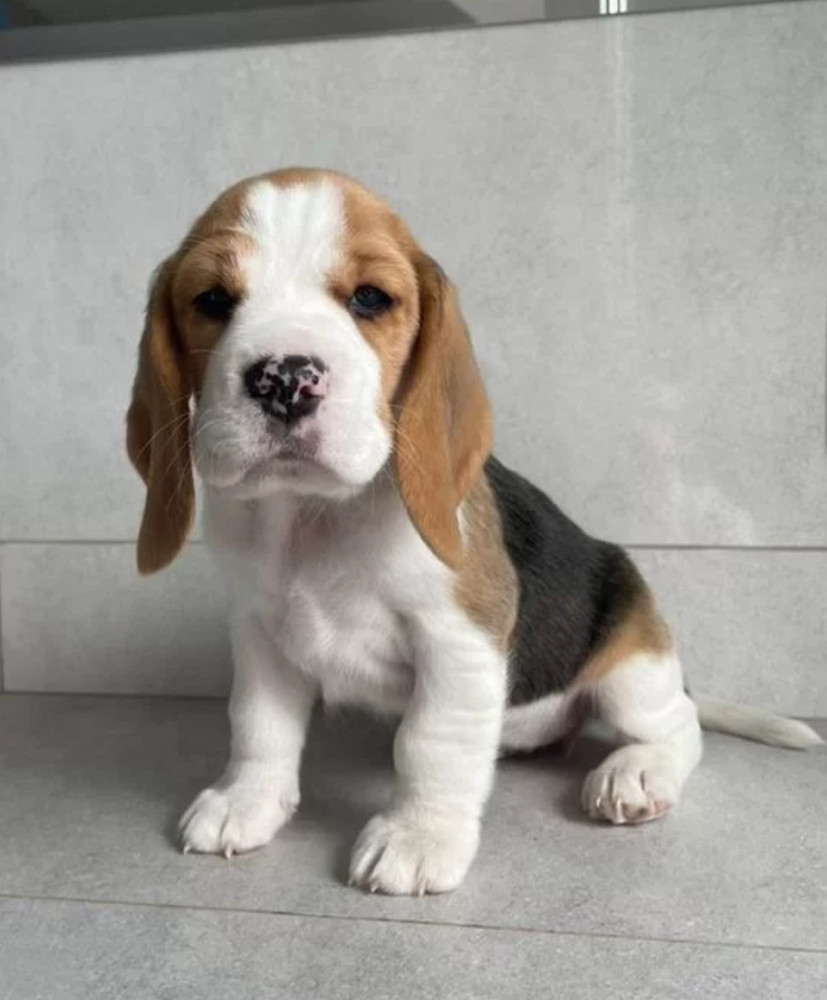 12-Week-Old Beagle Girl Looking for a Home in Texas (TX)